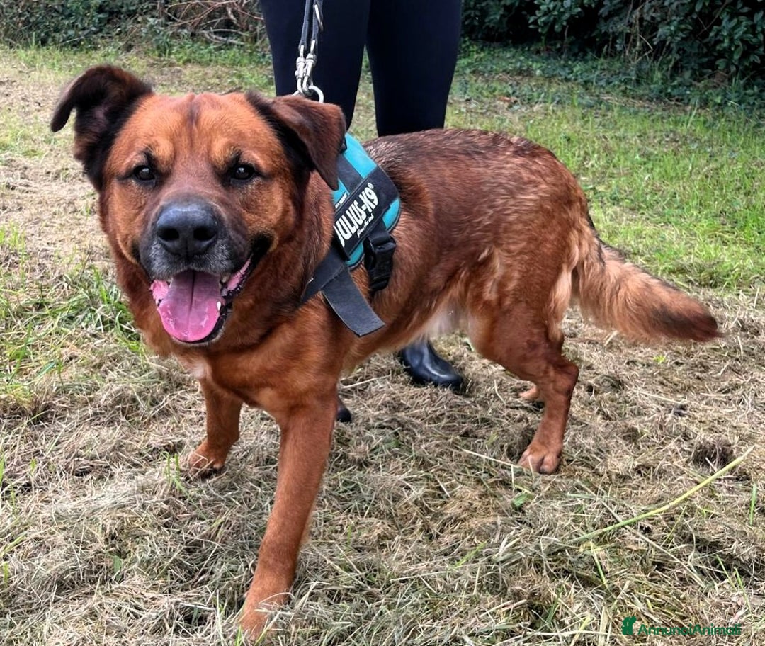 Meticcio cani in regalo: JONAS CERCA CASA E AMORE - Annuncio 5