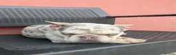Bulldog Francese cani in vendita: Bulldog francese  - Annuncio 11