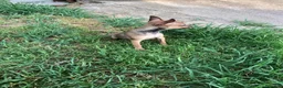 Pinscher Tedesco cani in vendita: Cucciolo di pinscher - Annuncio 4