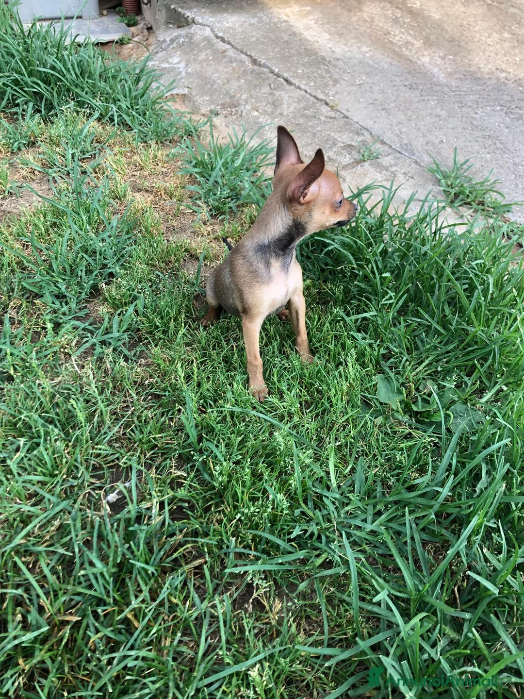 Pinscher Tedesco cani in vendita: Cucciolo di pinscher - Annuncio 4
