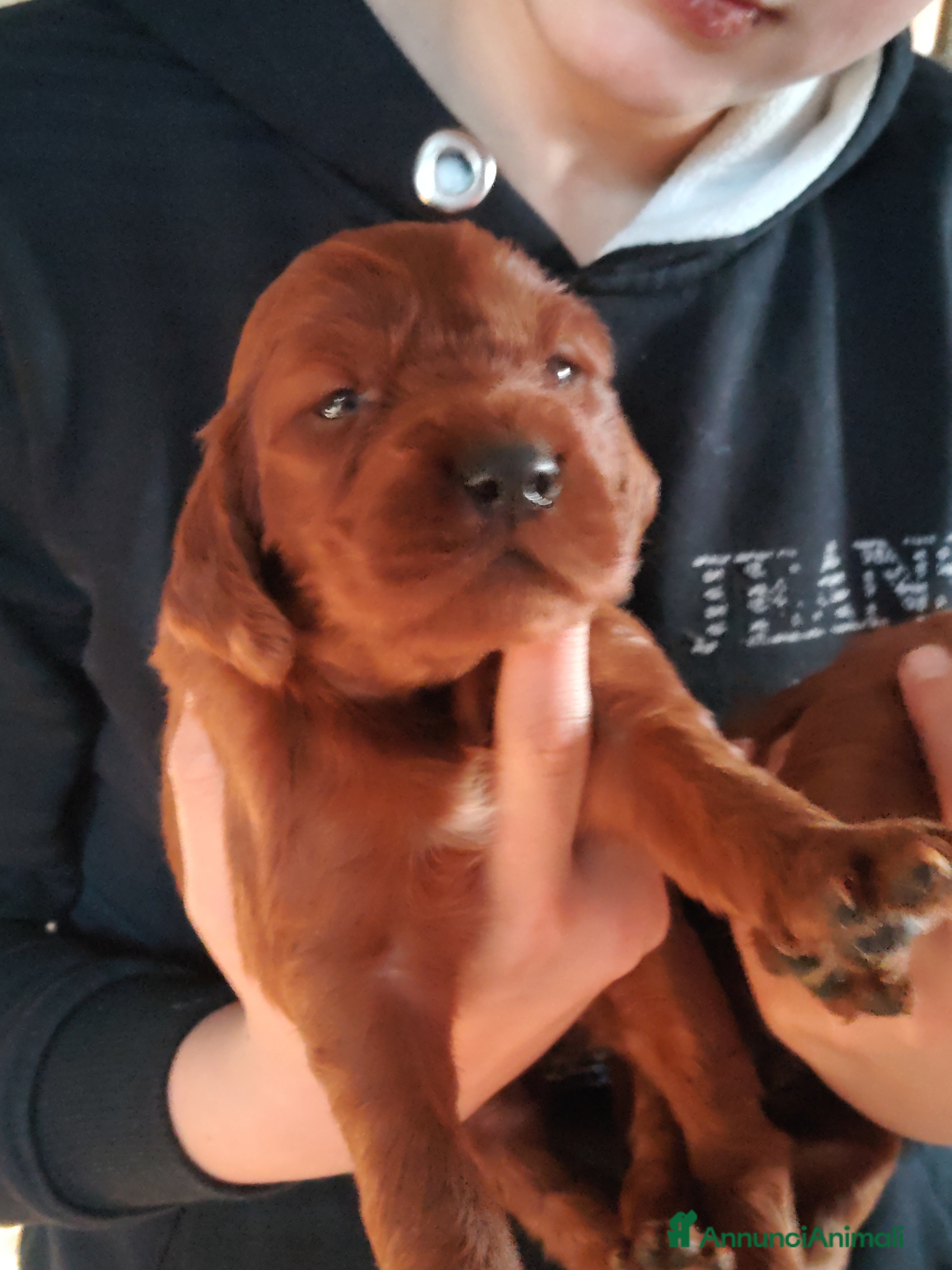 Setter Irlandese cani Setter Irlandese Cuccioli  - Annuncio 2