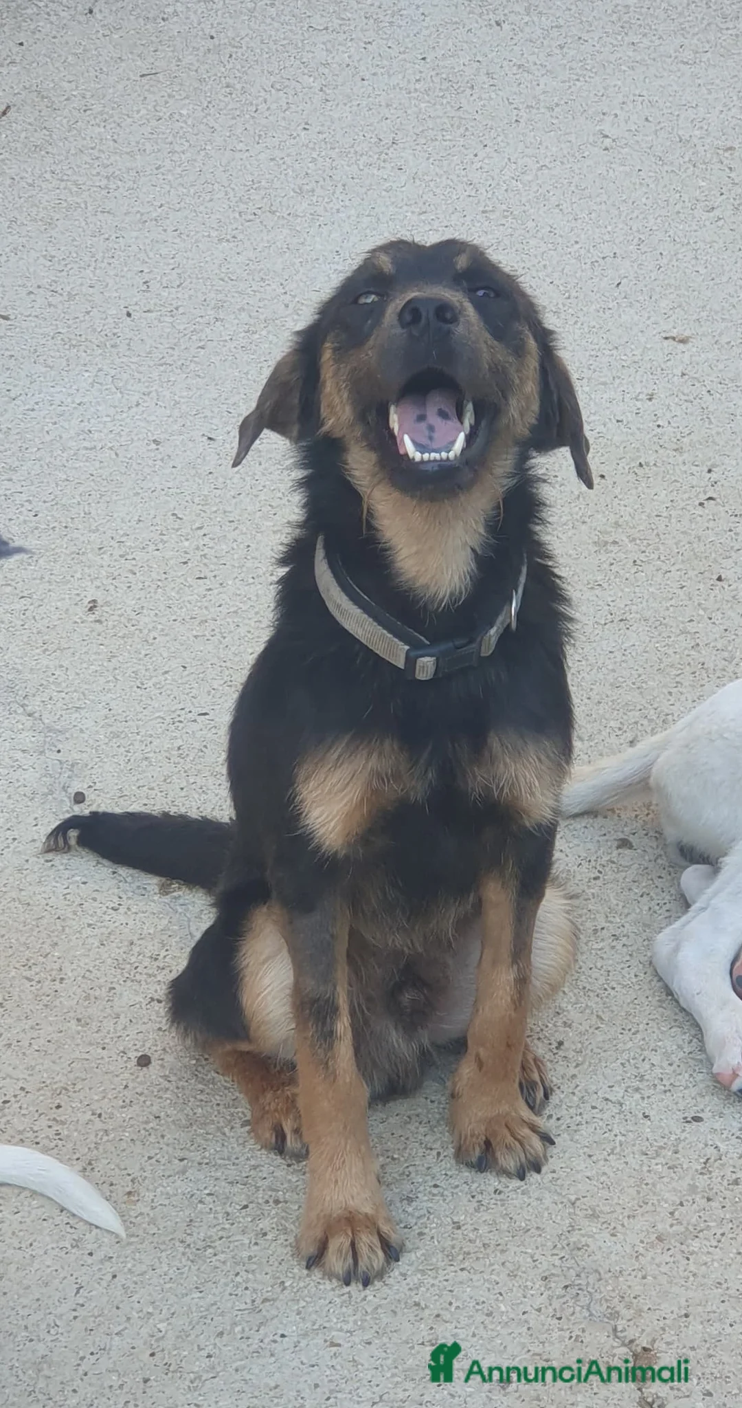 Meticcio cani in regalo: SPINO - Annuncio 9