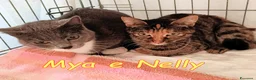 Europeo gatti in regalo: Mya e Nelly gattine buonissime - Annuncio 2