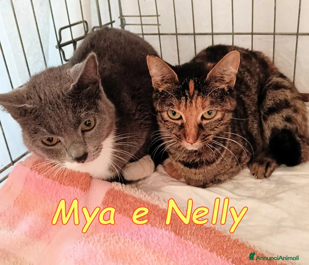 Europeo gatti in regalo: Mya e Nelly gattine buonissime - Annuncio 2