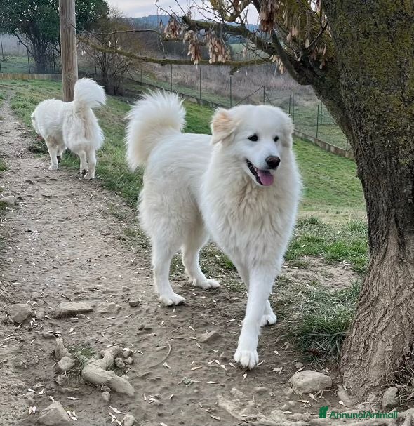 Pastore Abbruzzese Maremmano cani ORTENSIA gioiosa ed affettuosa con tutti! - Annuncio 4