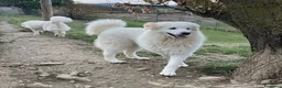 Pastore Abbruzzese Maremmano cani in regalo: ORTENSIA gioiosa ed affettuosa con tutti! - Annuncio 1