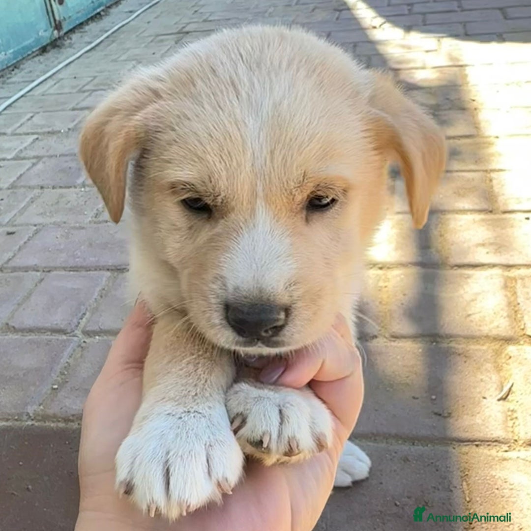 Meticcio cani in regalo: WILSON💙-cucciolo di 1 mese, pastore cerca casa - Annuncio 2