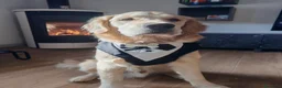 Golden Retriever cani per accoppiamento: Golden retriever da monta - Annuncio 2