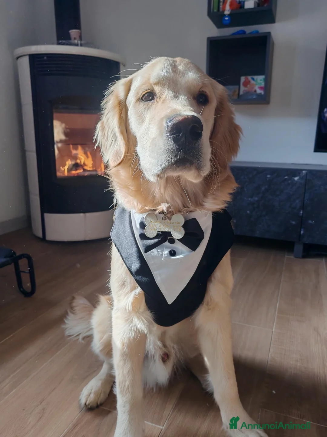 Golden Retriever cani per accoppiamento: Golden retriever da monta - Annuncio 2