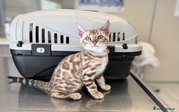 Bengala gatti in vendita: Cuccioli Bengala alta genealogia  a Provincia di Varese - Immagine 9