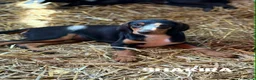 Meticcio cani in regalo: 5 CUCCIOLI simpaticissimi e coccoloni in canile! - Annuncio 3