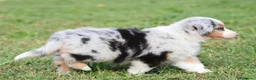 Miniature American Shepherd cani in vendita: MINIATURE AMERICAN SHEPHERD - Annuncio 4