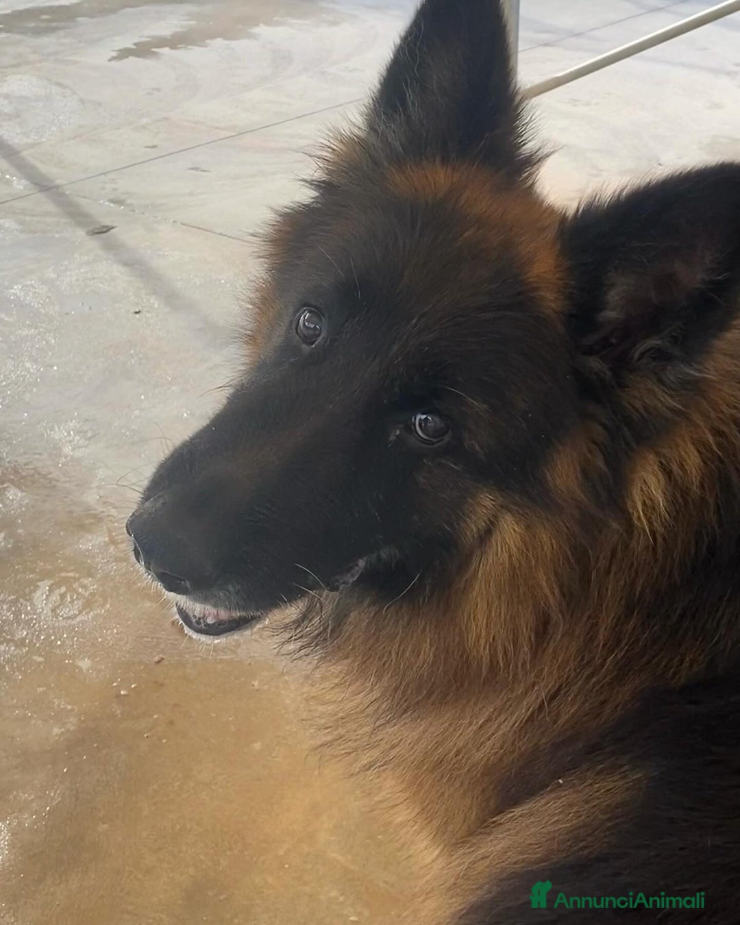 Pastore Tedesco cani in regalo: HULK meraviglioso PASTORE TEDESCO cerca adozione - Annuncio 3