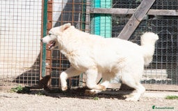 Meticcio cani in regalo: ADOTTA IL DOLCISSIMO OSLO a Provincia di Verona - Immagine 4