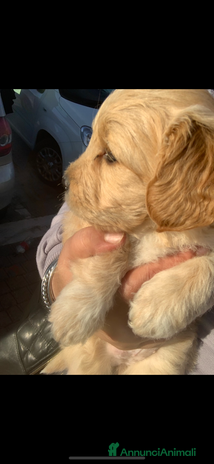 Meticcio cani Maltipoo - Annuncio 2