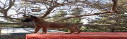 Pastore Belga cani in vendita: Malinois - Annuncio 3