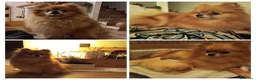 Spitz cani in vendita: Cucciolo di Spitz tedesco  - Annuncio 2