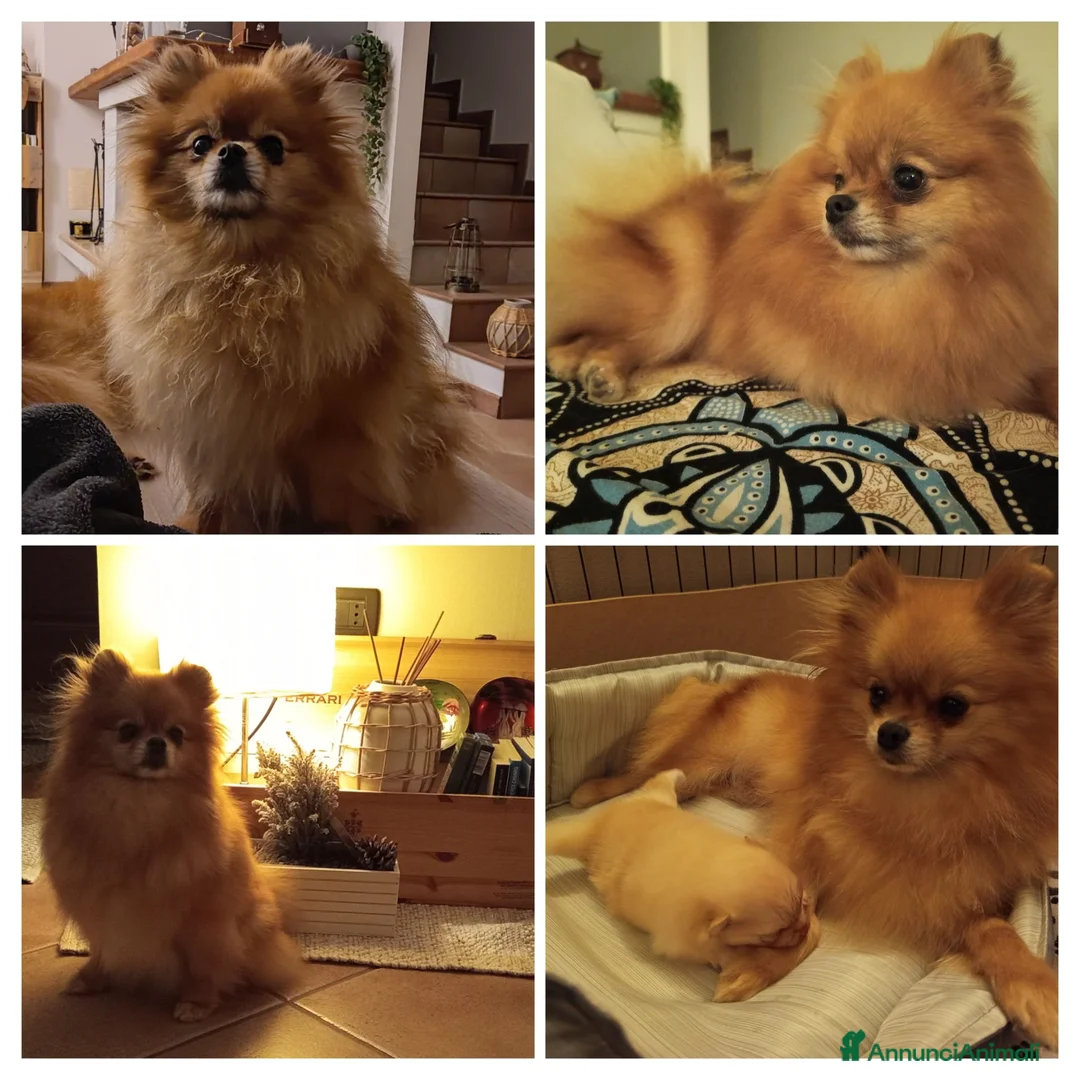 Spitz cani in vendita: Cucciolo di Spitz tedesco  - Annuncio 2