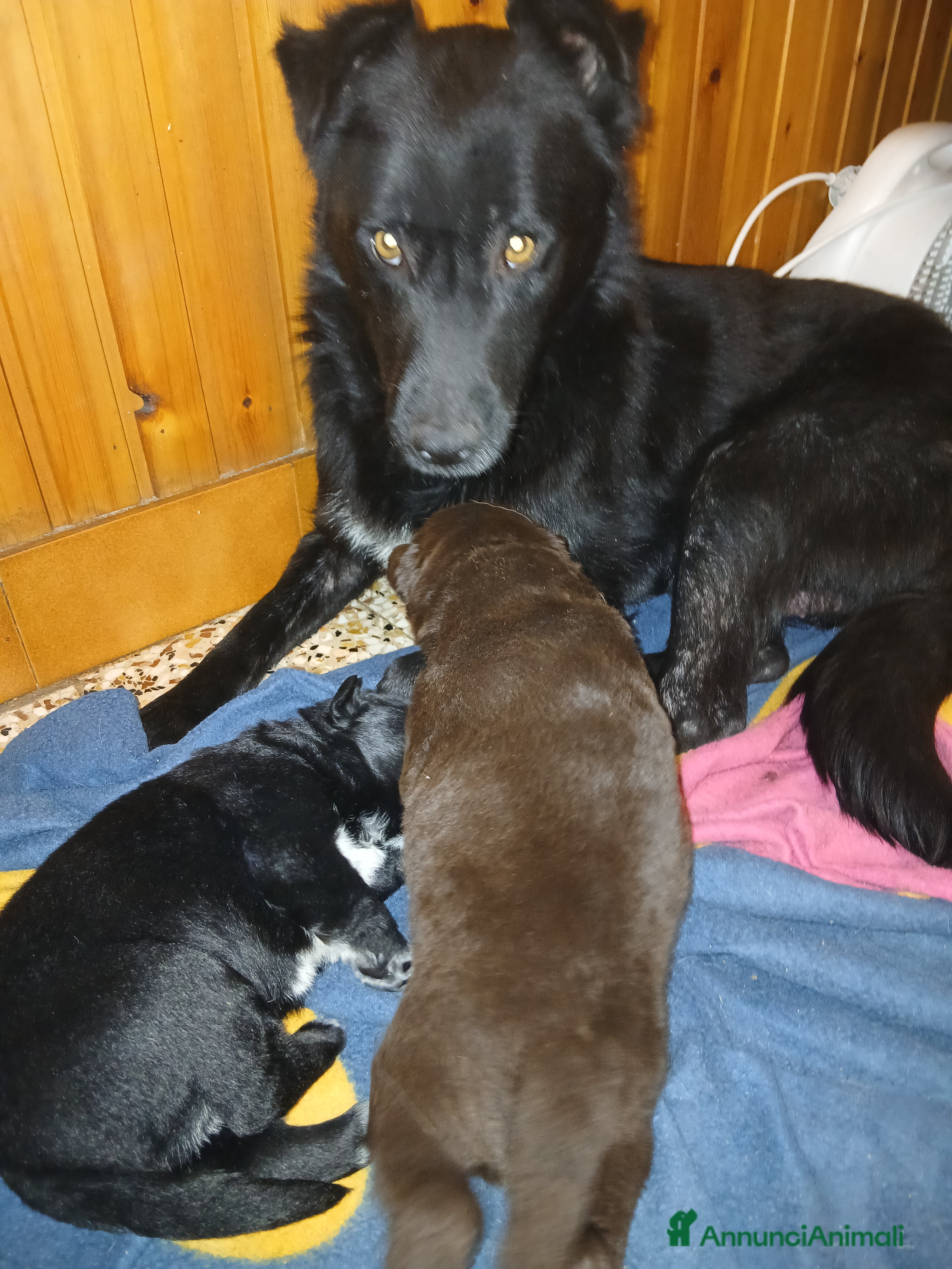 Meticcio cani Cucciolo nero - Annuncio 7