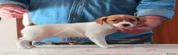 Jack Russell cani in vendita: Cucciolata Jack Russelle Terrier con Pedigree - Annuncio 13