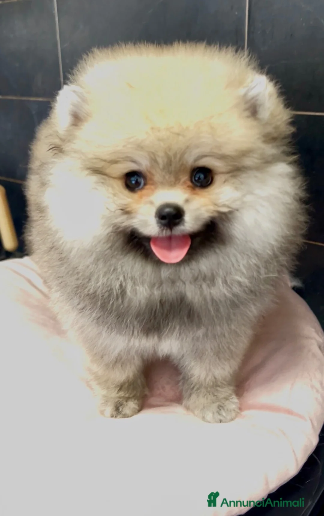 Spitz cani in vendita: Pomerania Spitz toy nano  - Annuncio 2