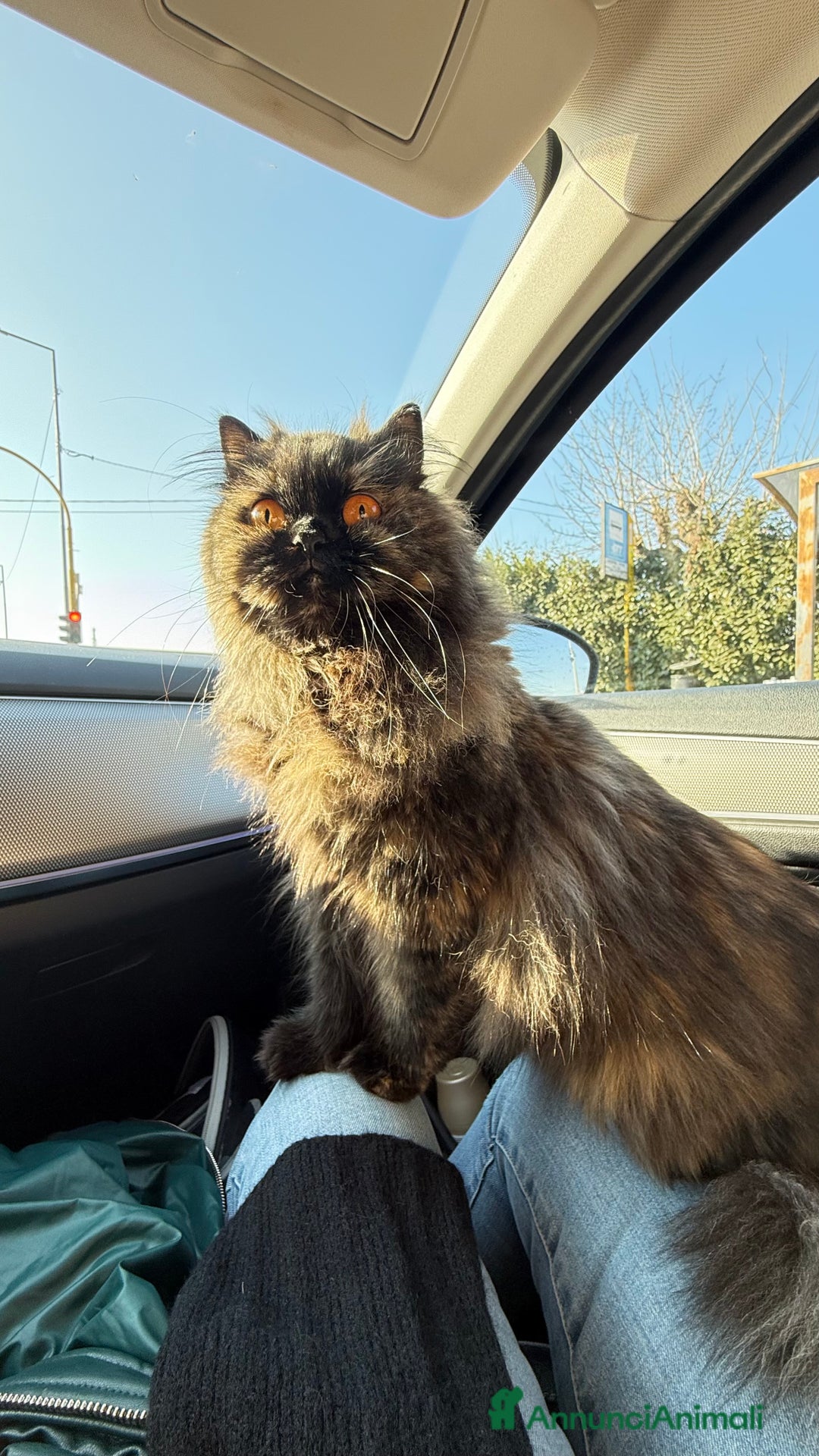 Persiano gatti in vendita: Gattini persiani nati il 17/10 - Annuncio 2