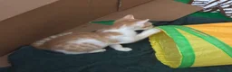 Meticcio gatti in vendita: Regalo bellissimo gattino - Annuncio 4