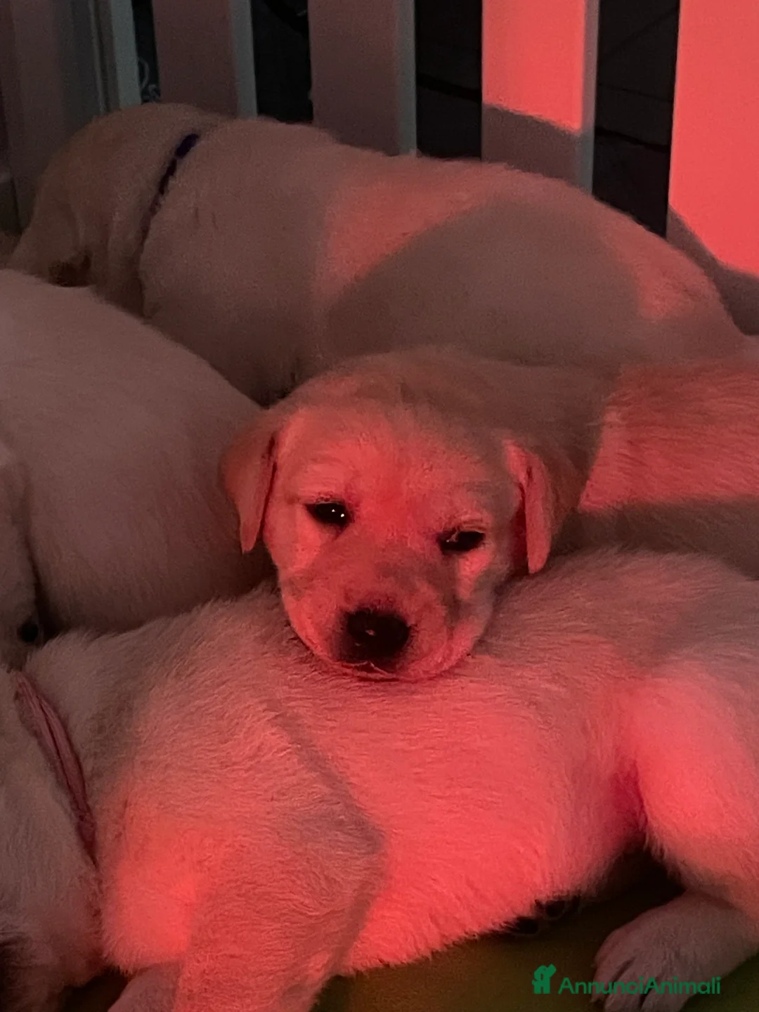 Labrador cani in vendita: Cuccioli di Labrador  - Annuncio 3