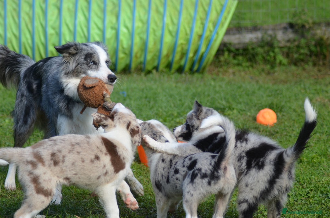 Border Collie cani in vendita: Cuccioli di Border Collie  - Annuncio 1