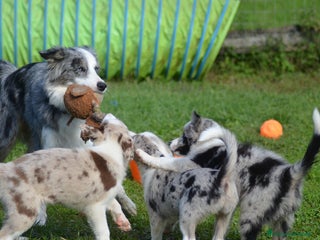 Border Collie cani Cuccioli di Border Collie - Annuncio 21