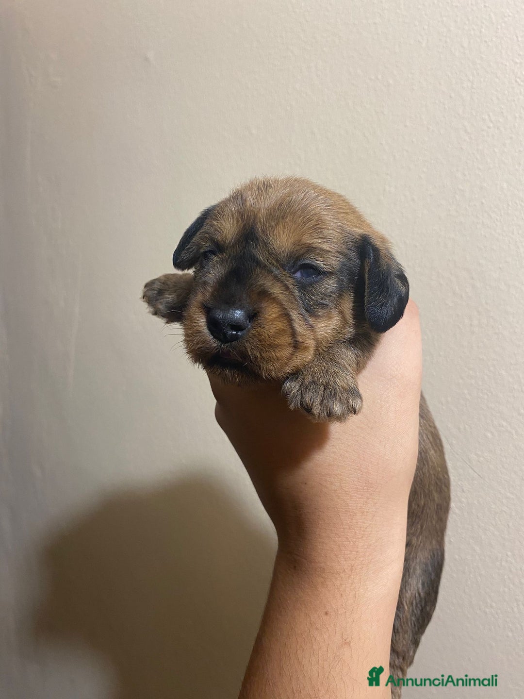 Bassotto cani in vendita: Cuccioli di bassotto a pelo duro - Annuncio 8