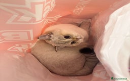 British gatti per accoppiamento: accoppiamento gatto British maschio  a Provincia di Modena - Annuncio 1