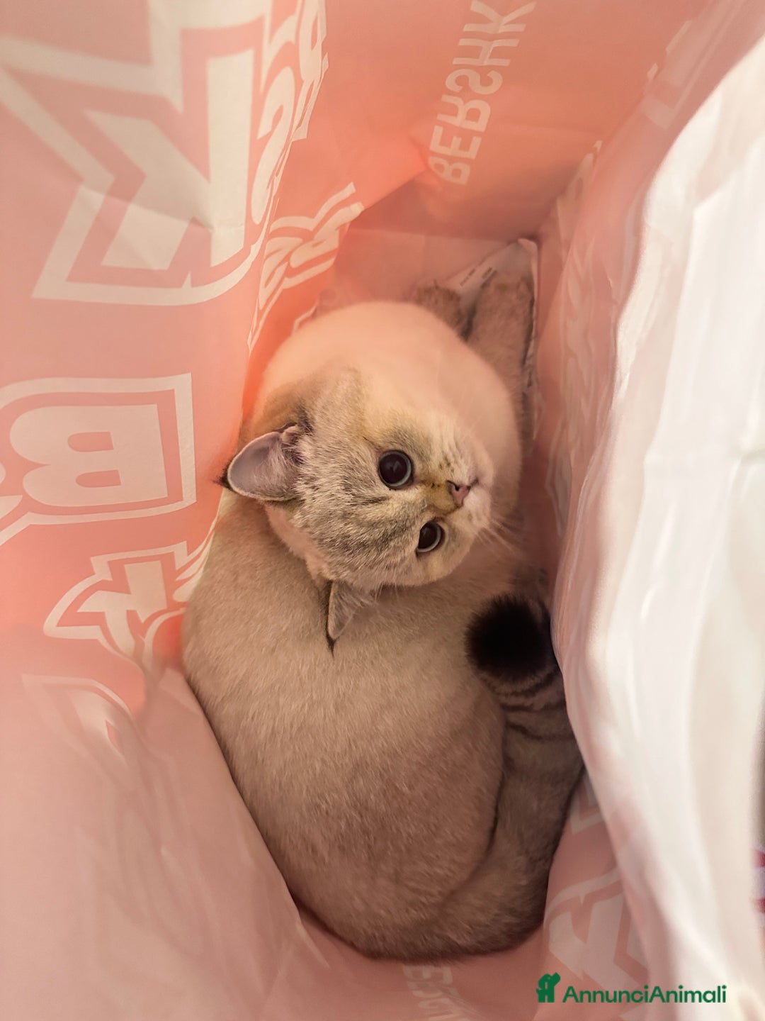 British gatti per accoppiamento: accoppiamento gatto British maschio  a Provincia di Modena - Annuncio 1