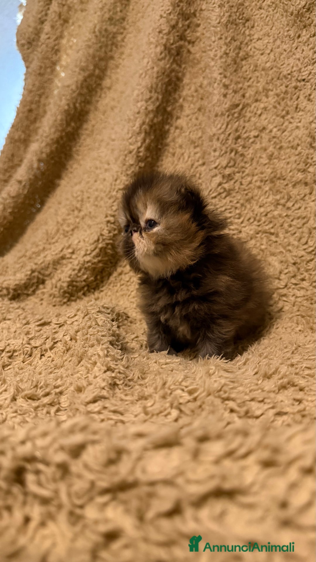 Persiano gatti in vendita: Gattini persiani nati il 17/10 - Annuncio 6