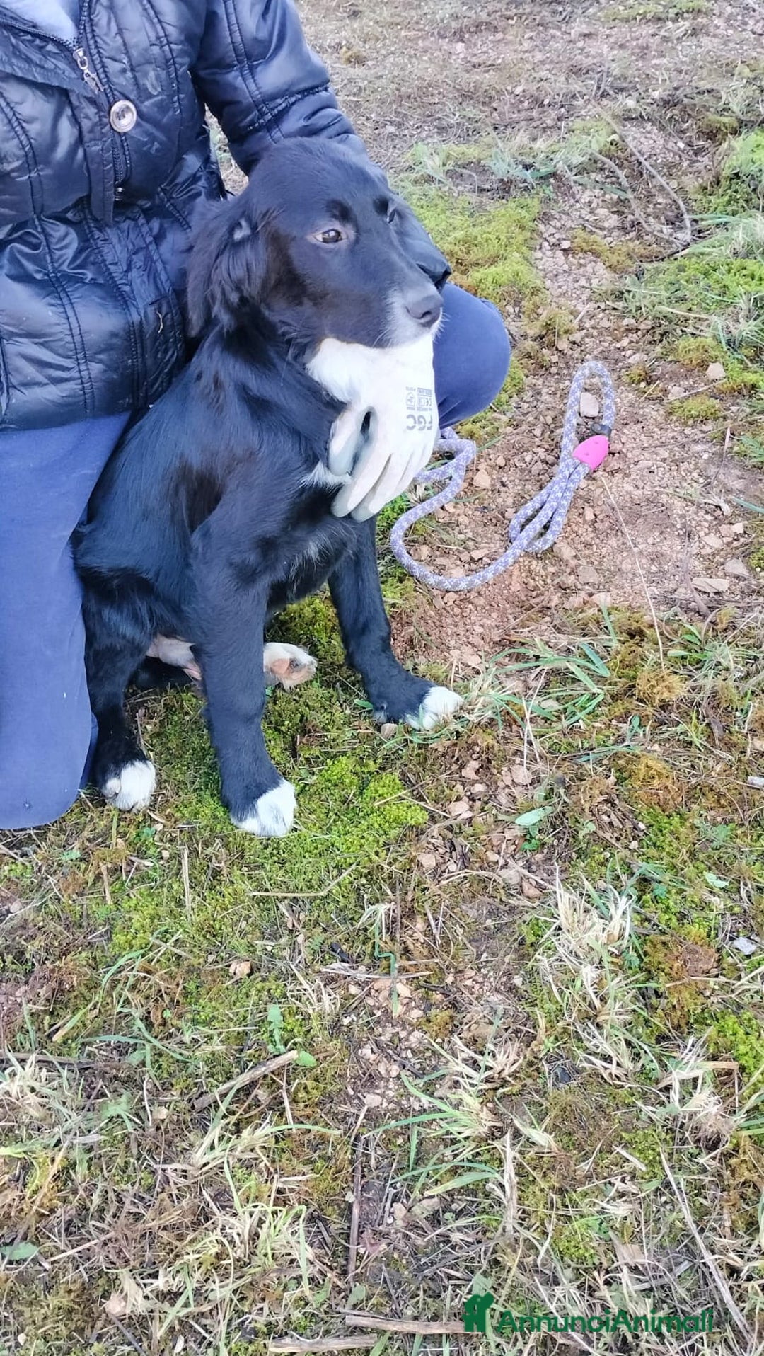 Meticcio cani in regalo: GHALI - Annuncio 5