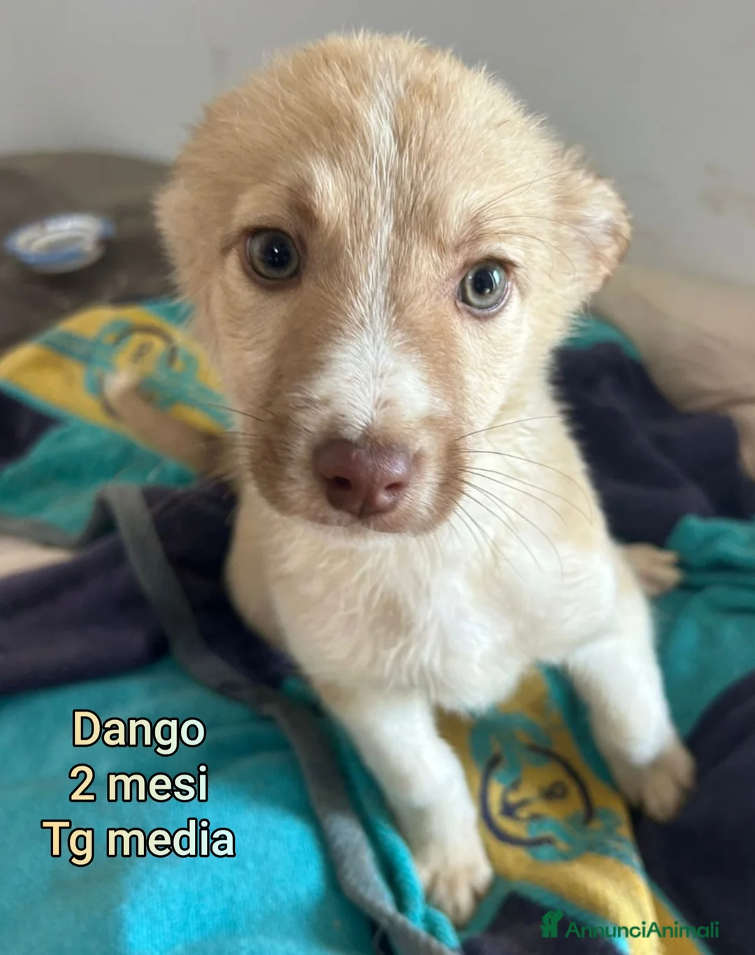 Meticcio cani in regalo: CUCCIOLI BISOGNOSI IN CERCA D'AMORE  - Annuncio 1