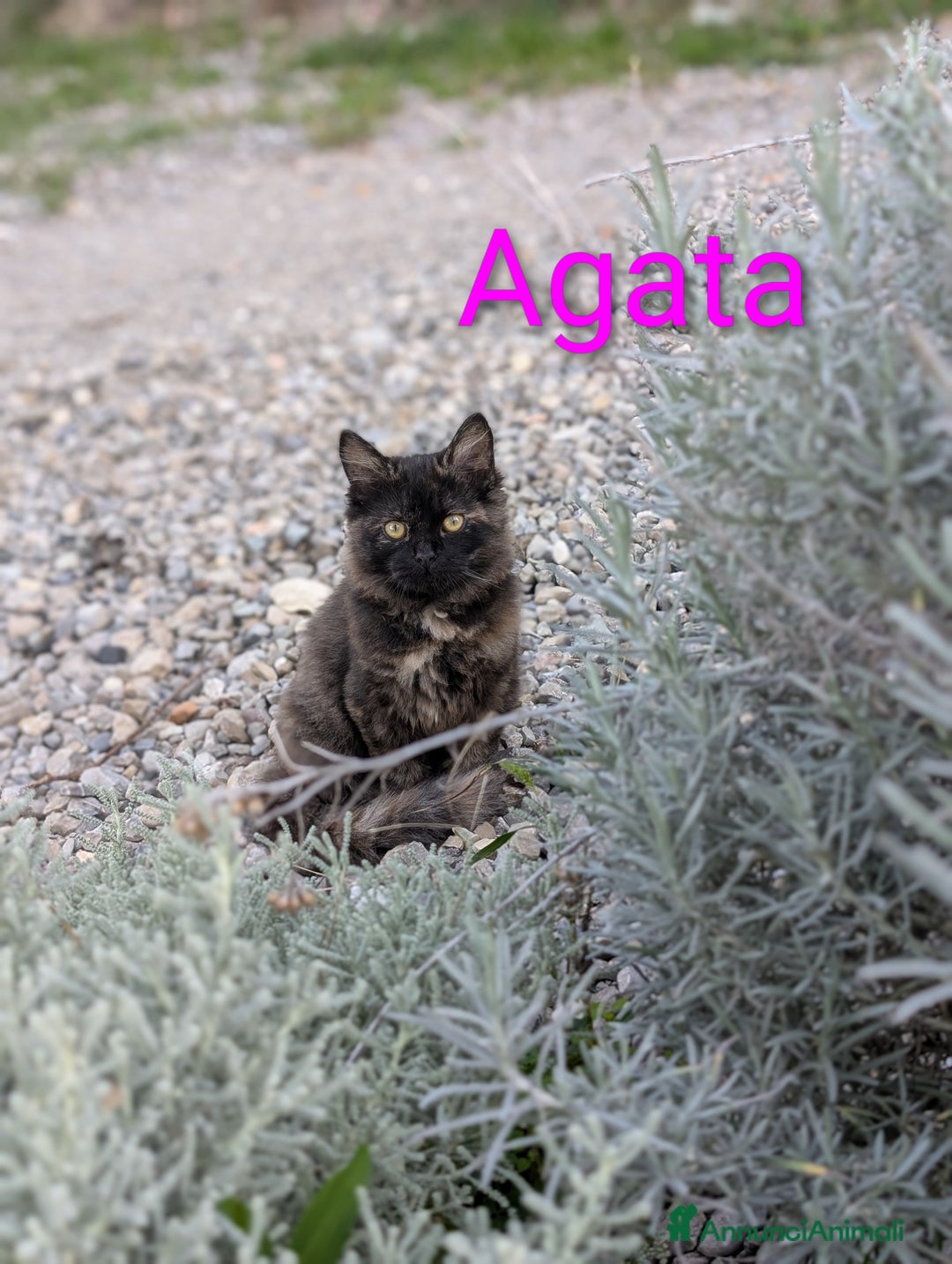 Siberiano gatti in vendita: Cuccioli di gatto siberiano  - Annuncio 7