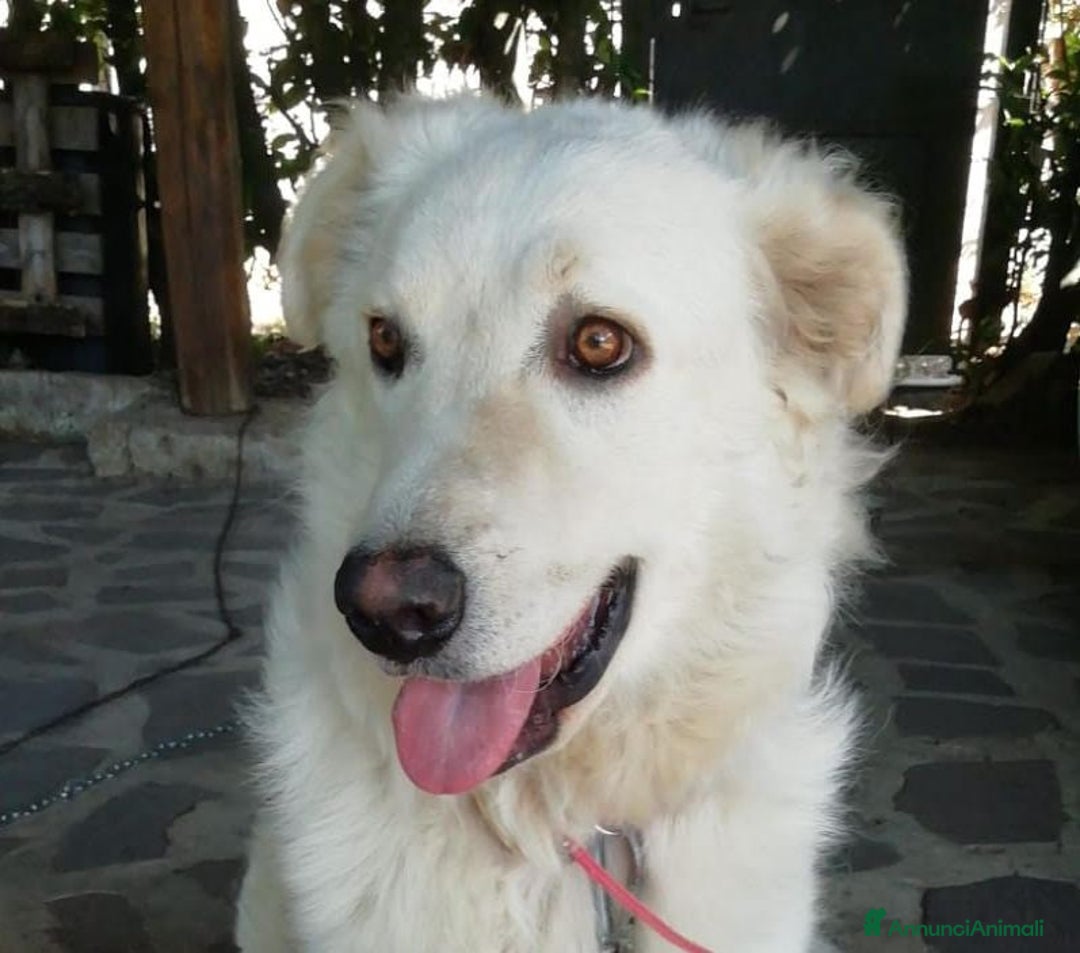 Meticcio cani in regalo: SALLY ATTENDE LA SUA FAMIGLIA, IN ADOZIONE - Annuncio 2