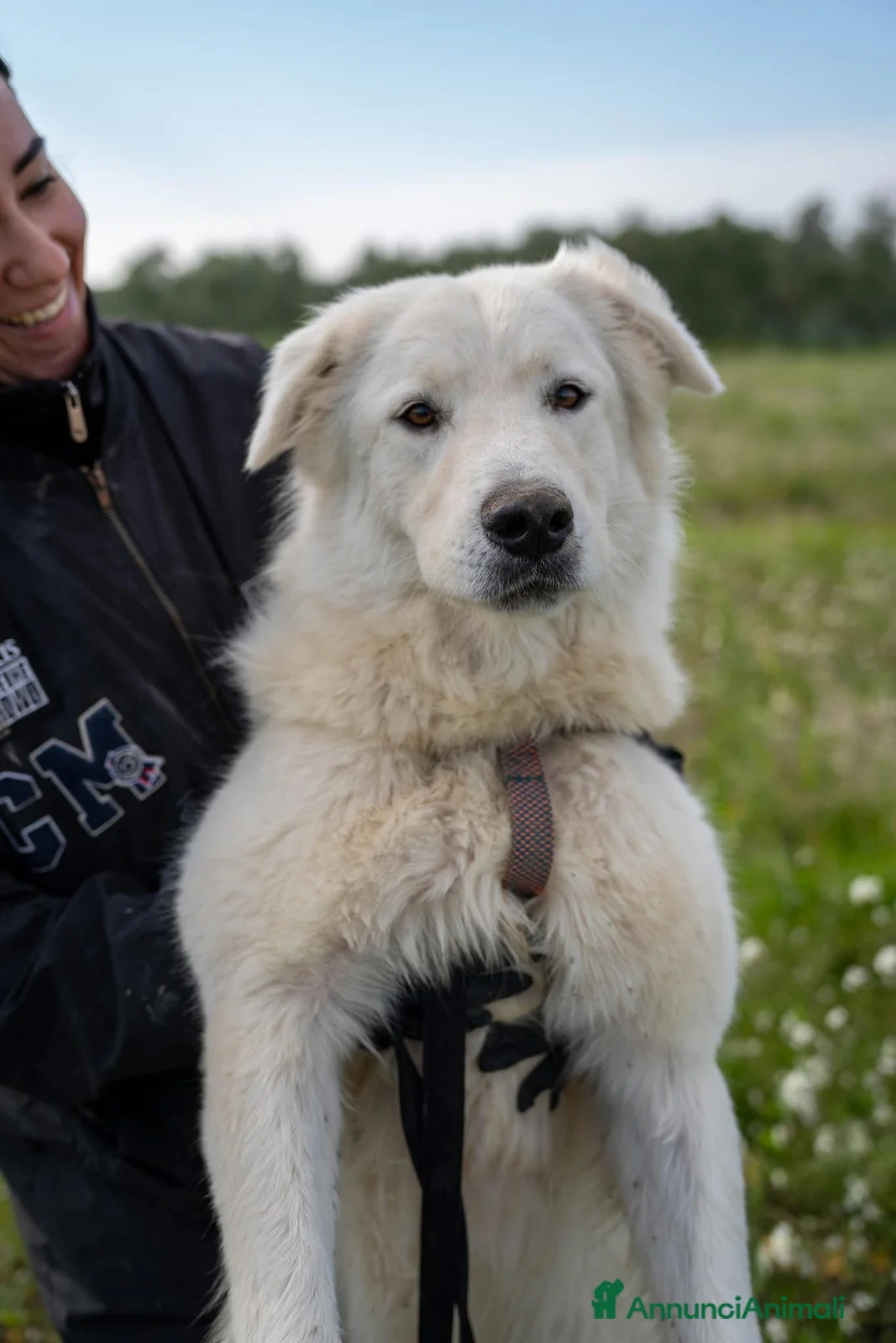 Pastore Maremmano cani in regalo: Peppe - Annuncio 1