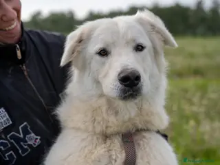 Pastore Maremmano cani Peppe - Annuncio 13