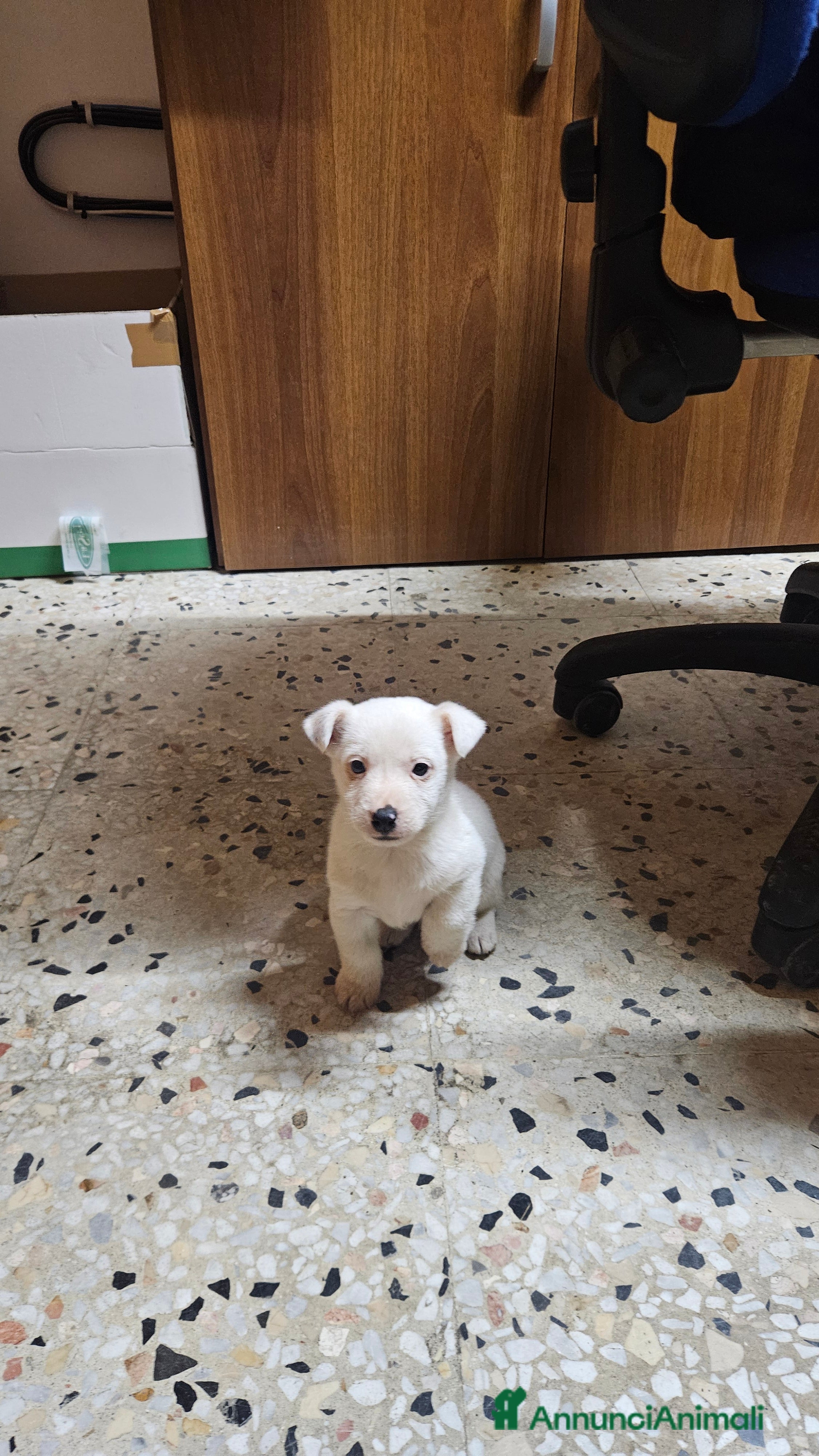 Jack Russell cani Cucciolo Jack russel - Annuncio 35