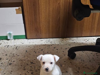 Jack Russell cani Cucciolo Jack russel - Annuncio 35