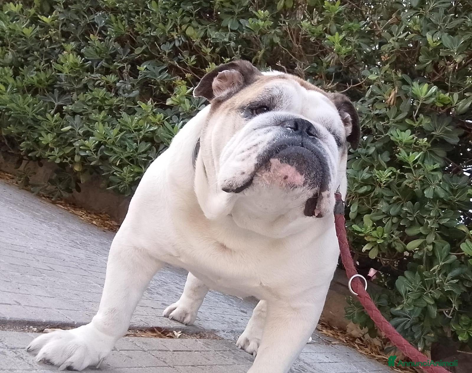 Bulldog cani Cerco femmina di bulldog per monta a Provincia di Lecce - Annuncio 1