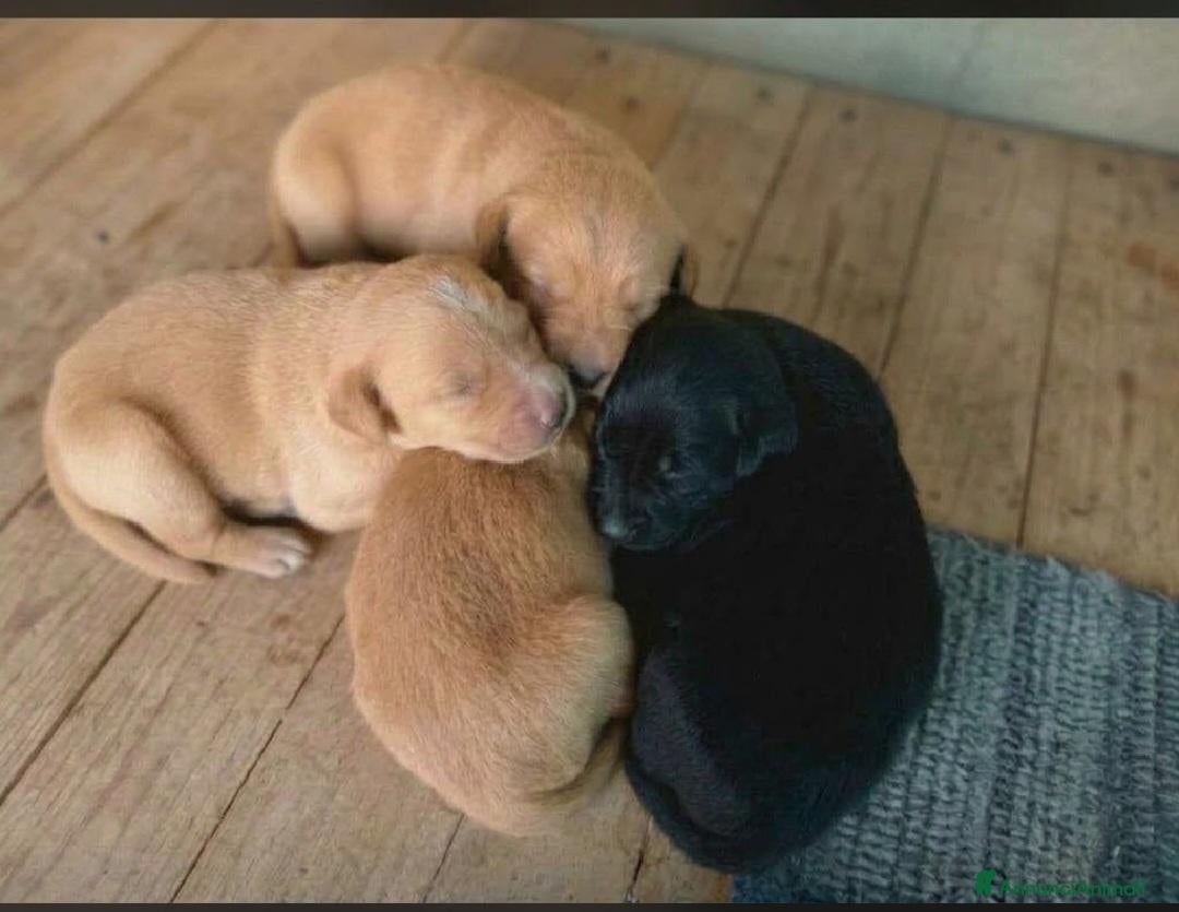 Meticcio cani CUCCIOLI COCKER/BRETON - Annuncio 3