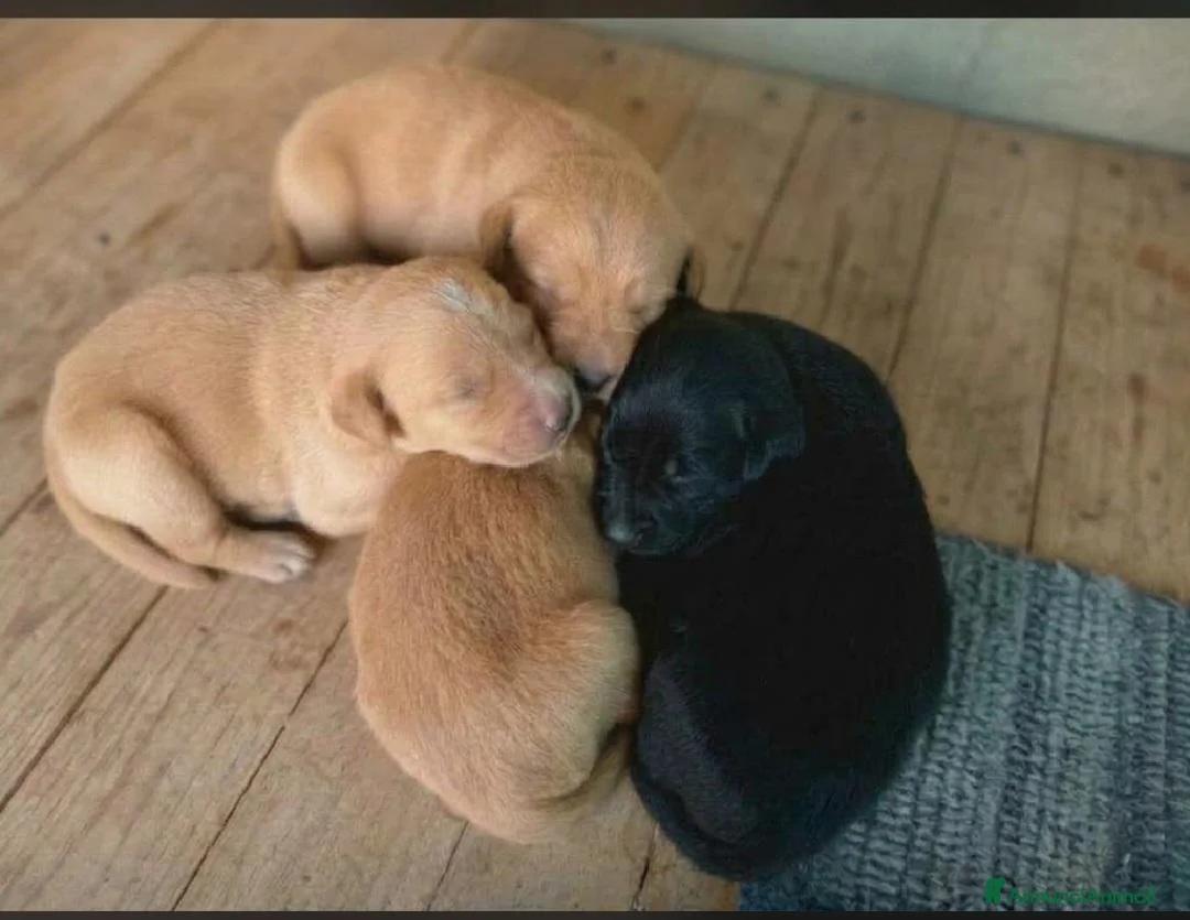 Meticcio cani in vendita: CUCCIOLI COCKER/BRETON a Provincia di Bergamo - Annuncio 1