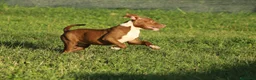 Pitbull cani in vendita: Cuccioli Pit Bull con pedigree anche a rate - Annuncio 6
