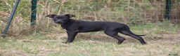 Pitbull cani in vendita: Cucciola Pit Bull con pedigree anche a rate - Annuncio 7