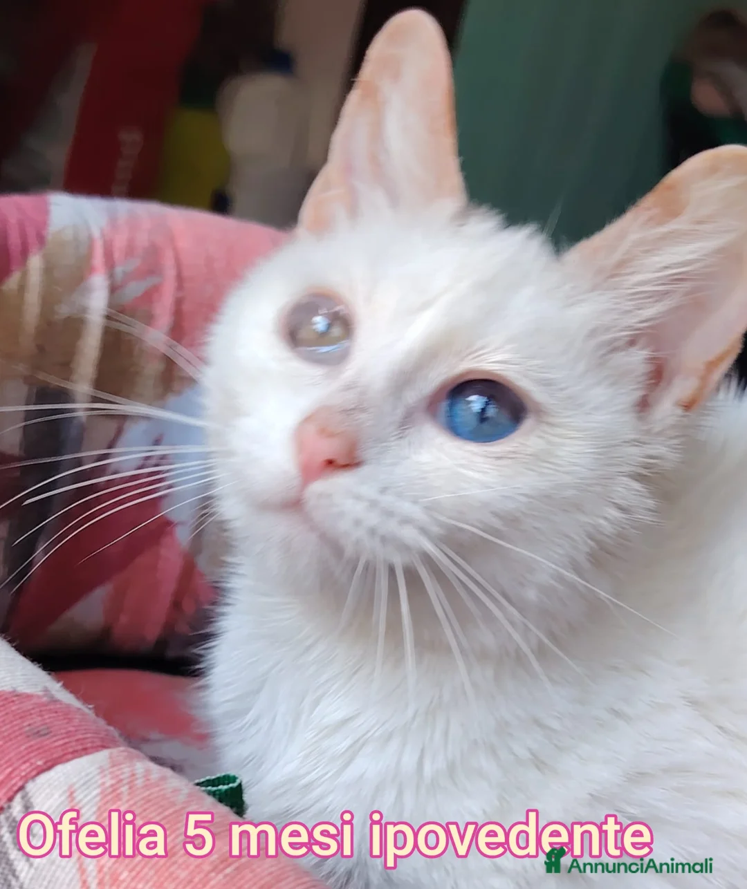 Europeo gatti in regalo: Urgente, gattini bisognosi di adozione  a Città Metropolitana di Bologna - Annuncio 1