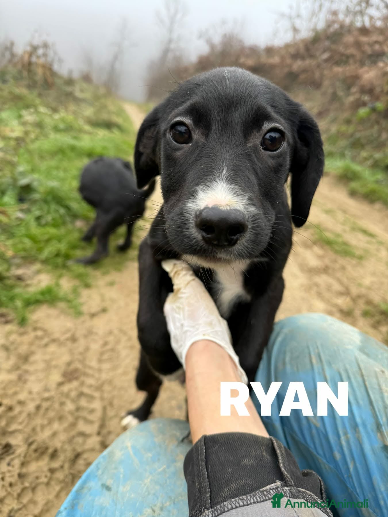 Meticcio cani RYAN, cucciolo tenerone di 3 MESI E MEZZO. - Annuncio 3