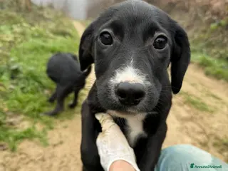 Meticcio cani RYAN, cucciolo tenerone di 3 MESI E MEZZO. - Annuncio 30